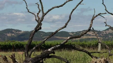Tree and Grape Fields in Napa Valley Time Lapse Stock Footage 7752311