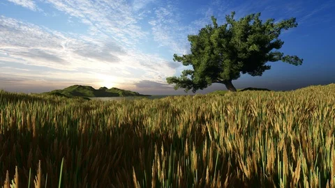 Tree and grass at dawn Stock Footage 129893948