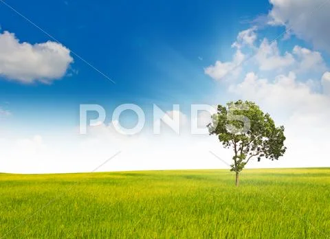 Tree and grass field Stock Illustration
