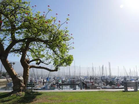Tree and Grass in the harbor 写真素材