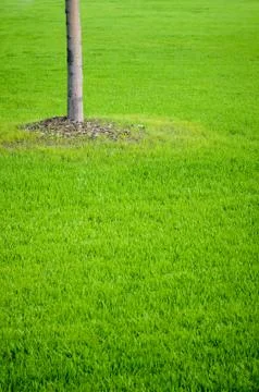 Tree and grass Stock Photos