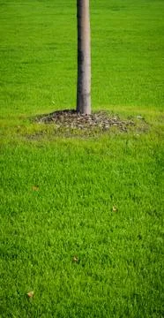 Tree and grass Stock Photos