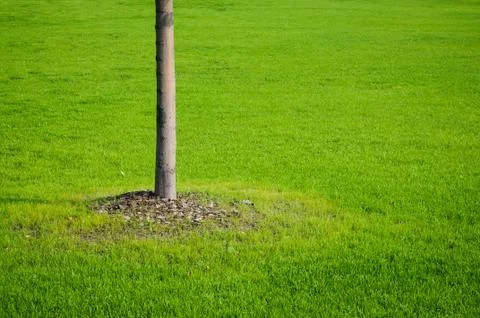 Tree and grass Stock Photos