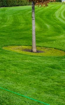 Tree and grass Stock Photos