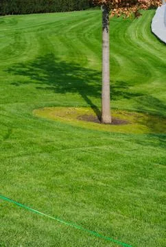 Tree and grass Stock Photos