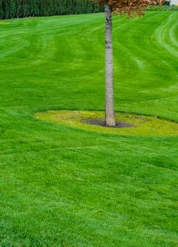 Tree and grass Stock Photos