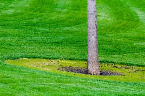 Tree and grass Stock Photos