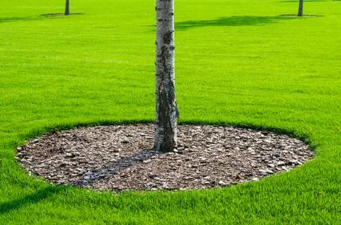 Tree and grass Stock Photos