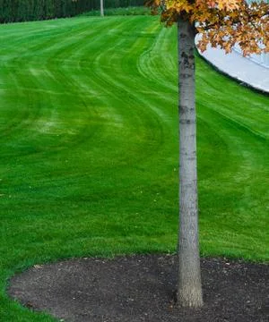 Tree and grass Stock Photos
