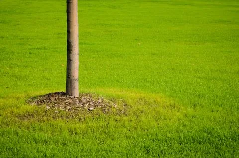 Tree and grass Stock Photos