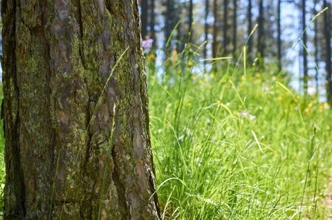 Tree and grass Stock Photos