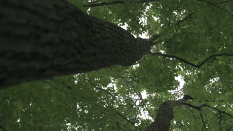 Tree and green leaves bottom up view Video stock 246259355