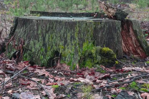 Tree and green moss on a background of yellow leaves Stock Photos