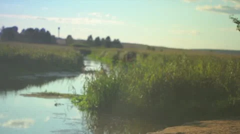 Tree and guitar Stock Footage 11881951