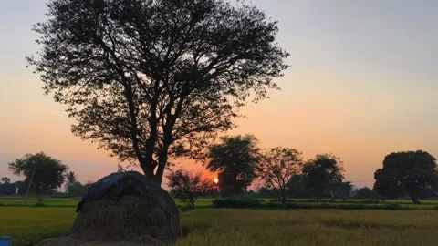 Tree and Haystack in Rural Field During Sunset Stock Footage 321136097