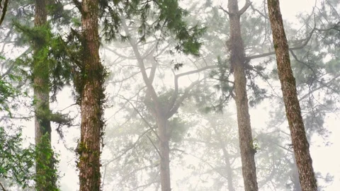 Tree and haze in tropical forest on mountain Stock Footage 294740628