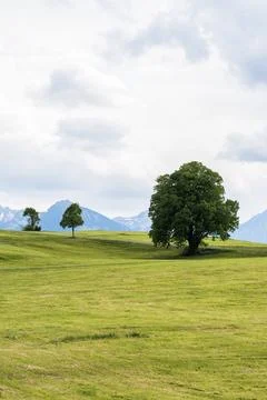 Tree and Hillside Stock Photos