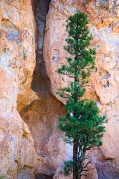 Tree and hodoos in bryce Stockfoto's
