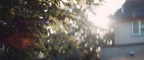Tree and Home with Anamorphic Sun Flare Video stock 130070797