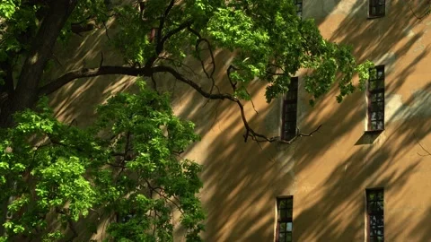 Tree and house wall with windows Video stock 134835822
