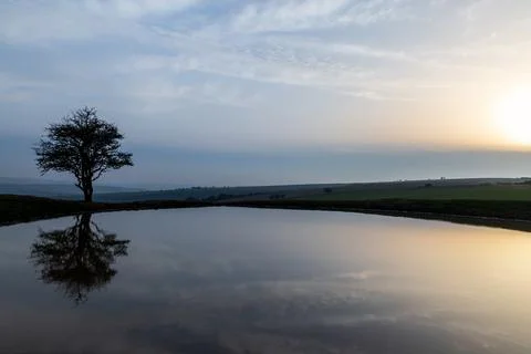 A Tree and its Reflection, at Ditchling Beacon Dew Pond in Late Winter Foto stock