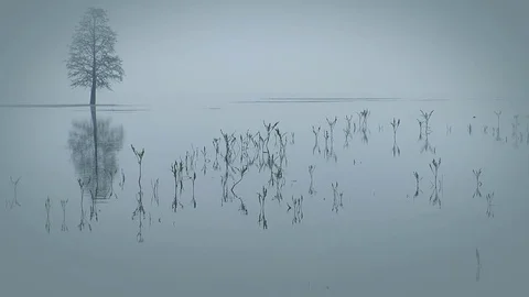 Tree and its reflection in the lake. Fog. Stock-Footage 71962403