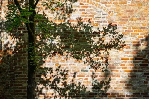 A tree and its shadow against a brick wall in the Hanseatic city of Rostock.. Stock Photos