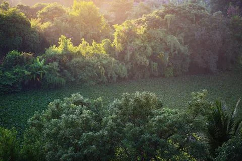 Tree and jungle Foto stock