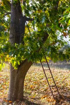 Tree and ladder Stock Photos