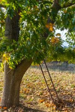 Tree and ladder Stock Photos