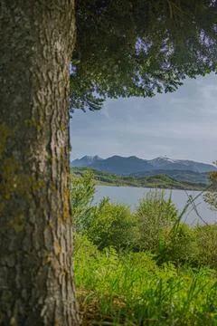 Tree and on lake Stockfoto's