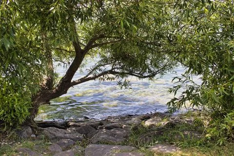 Tree and lake view Stock Photos