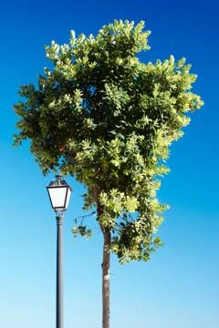 Tree and Lamp Stock Photos
