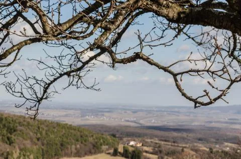 Tree and landscape in summer Stock Photos