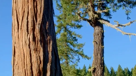 Tree and lava rock 2 McKenzie River Valley Oregon 32 Stock Footage 81922800