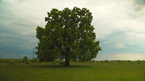 Tree and lawn on a background of clear sky Stock Footage 109202790