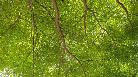 Tree and leaf background. Video stock 321008732