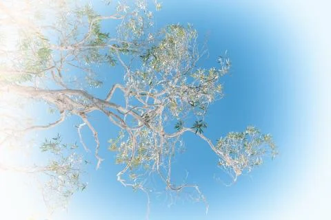The tree and leaf in the clear sky Stock Photos