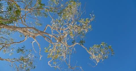 The tree and leaf in the clear sky Stock Photos