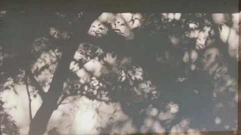 Tree and Leaf Shadows Creating Dappled Light Pattern on Wall Stock Footage 346104513
