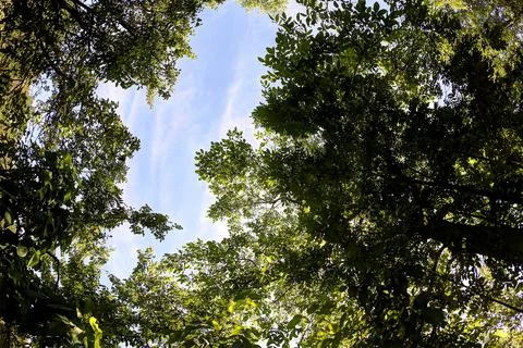 Tree and leafs in the blue sky 스톡 사진