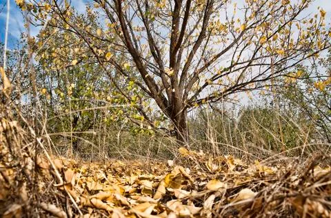 Tree and leafs in the late fall. Фото