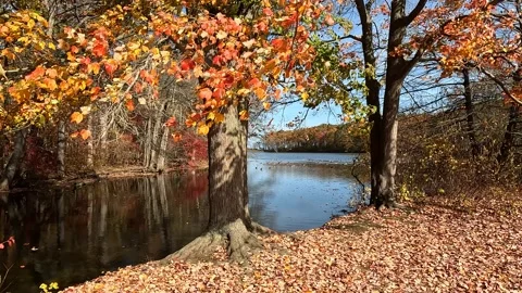 Tree and Leaves 4K Stock Footage 221134388