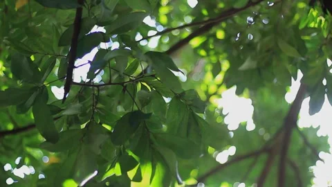 Tree and leaves background Video stock 241060826