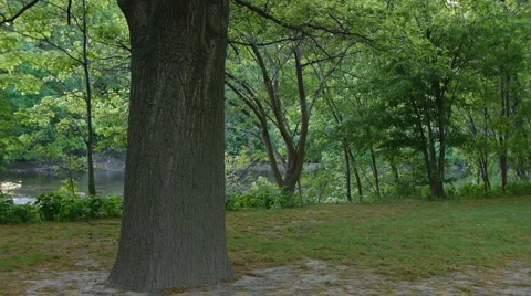 Tree and Leaves in the breeze Stock-Footage 5090614