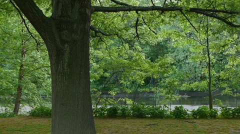 Tree and Leaves in the breeze Stock Footage