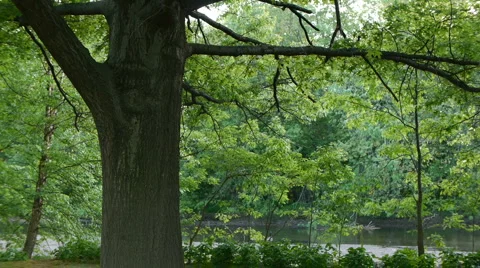 Tree and Leaves in the breeze Stock-Footage 5090639