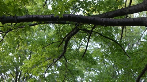 Tree and Leaves in the breeze Stock-Footage 5090644