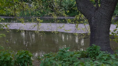 Tree and Leaves in the breeze Stock-Footage 5090652