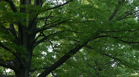 Tree and Leaves in the breeze Stock-Footage 5090658